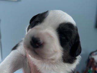 Australian Shepherd dogs Australian Shepherd Puppy 4 - Ad 8