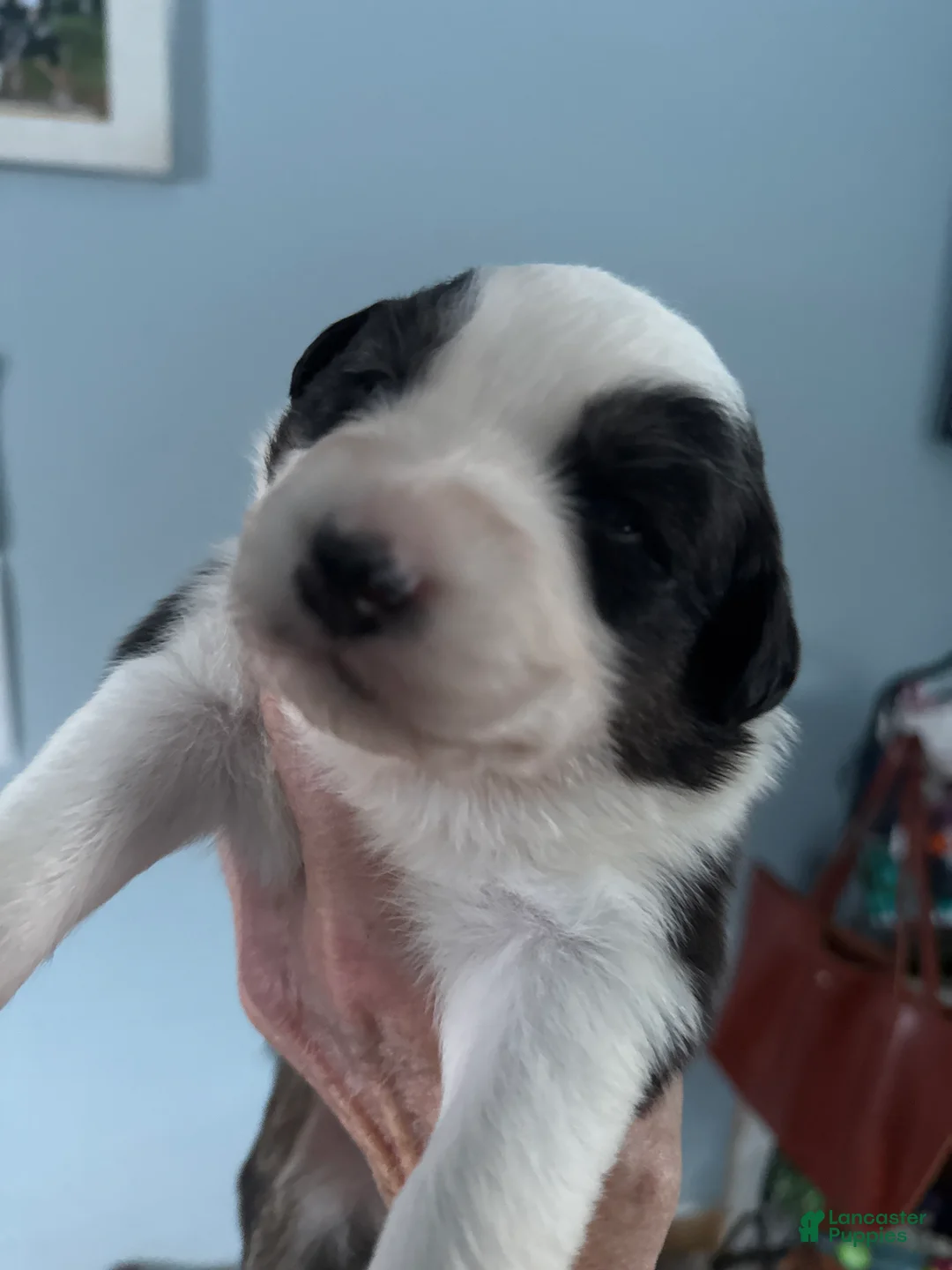 Australian Shepherd dogs for sale: Australian Shepherd Puppy 4 - Ad 2