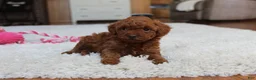 Toy Poodle dogs for sale: Melody - Ad 2