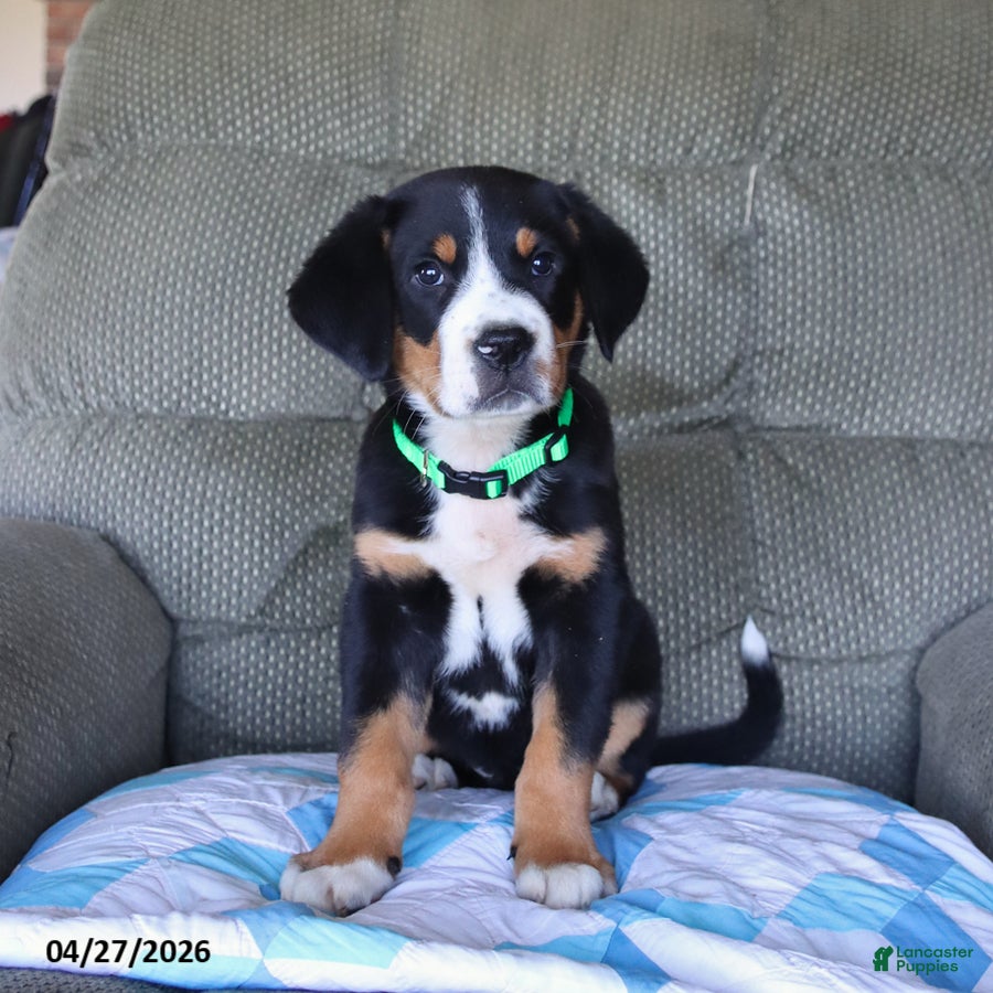 Greater Swiss Mountain Dog dogs Bernard - Ad 2