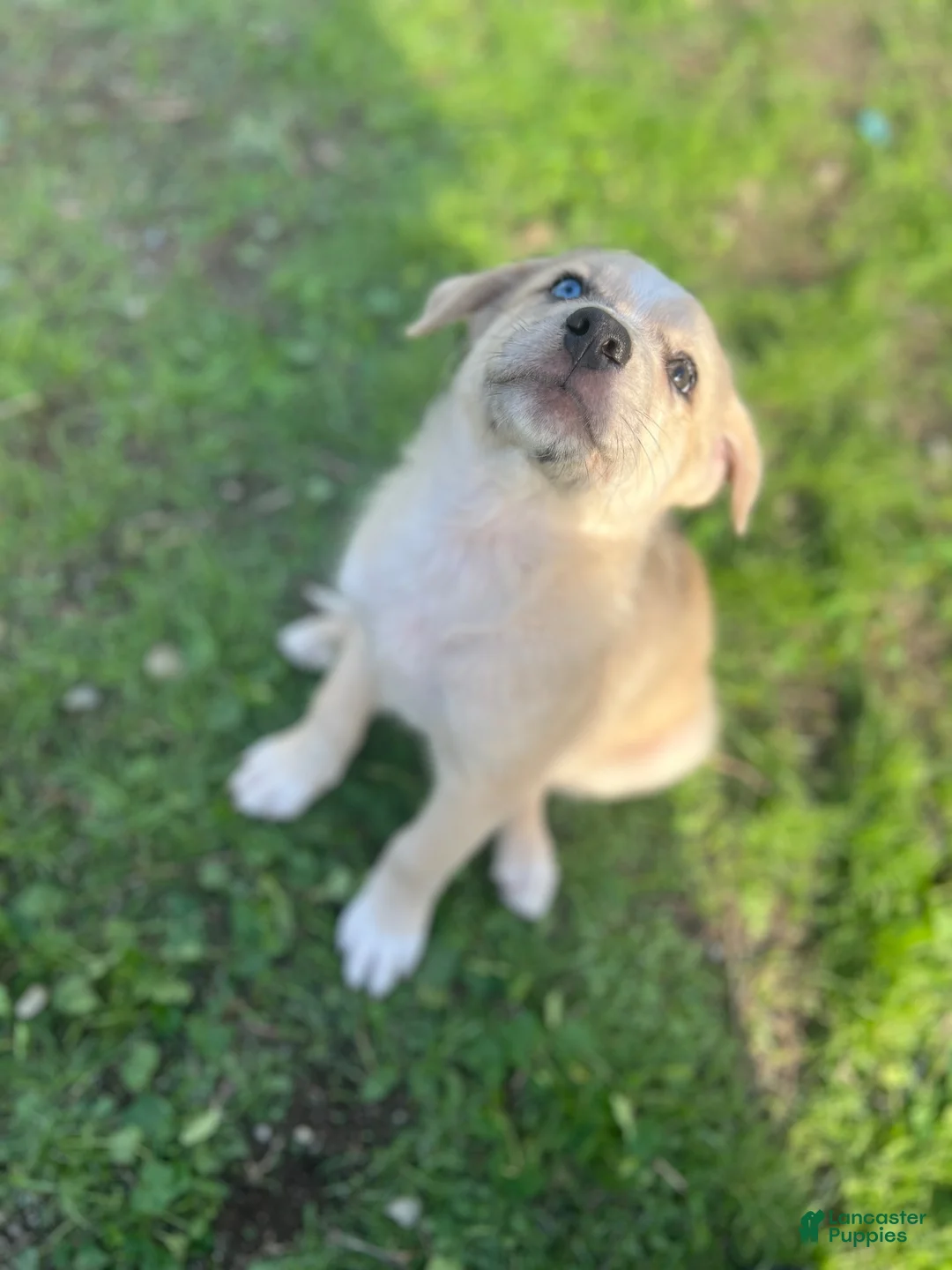 Mixed Breed dogs for sale: Mixed Breed 2 - Ad 1