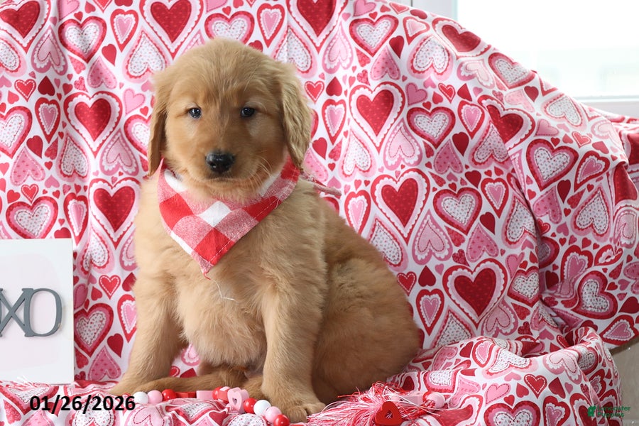 Golden Retriever dogs Remington - Ad 14