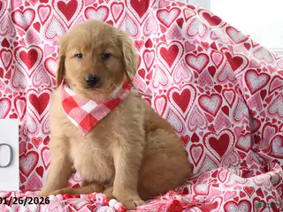 Golden Retriever dogs Remington - Ad 35
