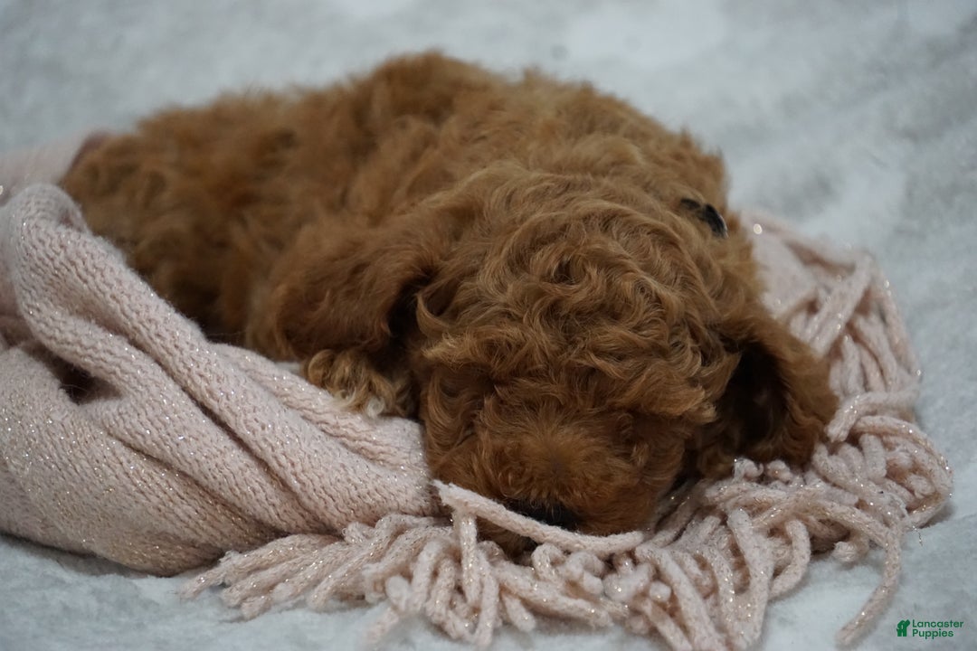 Miniature Poodle dogs for sale: Carmen - Ad 3