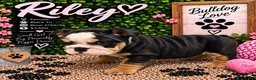 English Bulldog dogs for sale: Riley - Ad 2