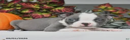 Boston Terrier dogs for sale: Jane - Ad 4