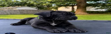 Mixed Breed 4