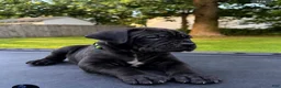 Mixed Breed dogs for sale: Mixed Breed 4 - Ad 1