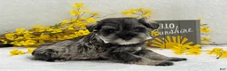 Miniature Schnauzer dogs for sale: Nova Male 4 - Ad 1