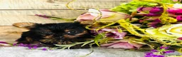 Yorkshire Terrier dogs for sale: Roxie - Ad 3
