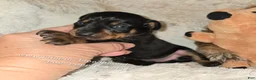 Miniature Pinscher dogs for sale: AKC Cosmo  - Ad 6