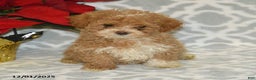 Maltipoo dogs for sale: Blitzen - Ad 2