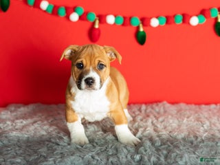 Mixed Breed dogs Sadie - Ad 11