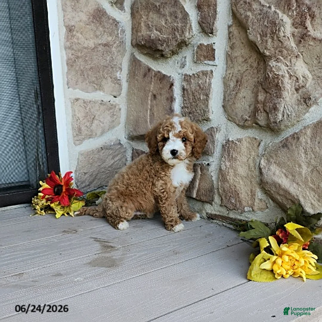 Mini Goldendoodle dogs for sale: Rufus - Ad 2