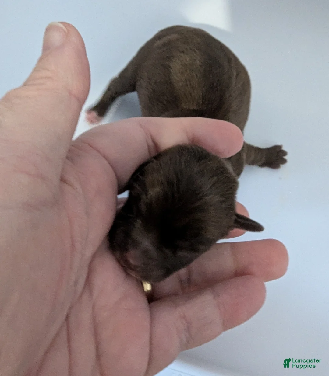 Chihuahua dogs for sale: Rowan - Ad 1