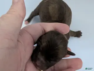 Chihuahua dogs Rowan - Ad 9