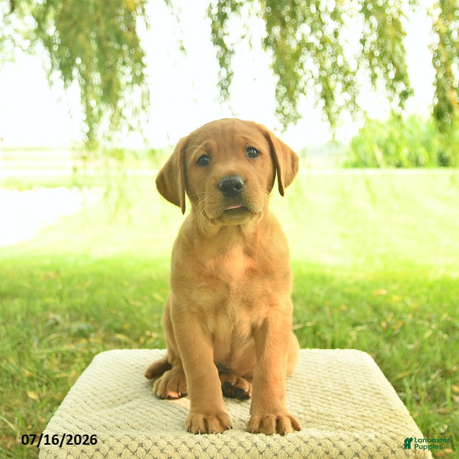 Labrador Retriever dogs Kanyon  - Ad 1