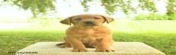 Labrador Retriever dogs for sale: Kanyon  - Ad 1