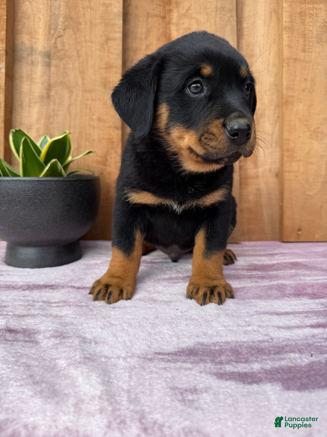 Rottweiler dogs for sale: Rex - Ad 11