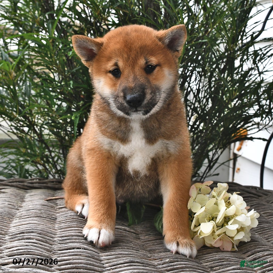 Shiba Inu dogs Skyler - Ad 1