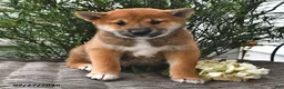 Shiba Inu dogs for sale: Skyler - Ad 1