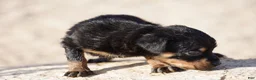 Rottweiler dogs for sale: Rott F3 - Ad 3