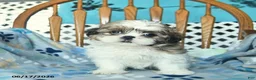 Shih Tzu dogs for sale: Sprinkle   - Ad 3