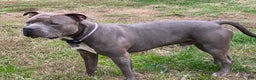 American Bully dogs for sale: Bella (Yellow) ABKC Blue - Ad 16
