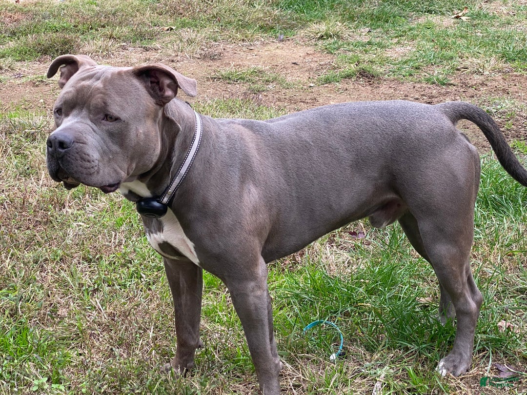 American Bully dogs for sale: Bella (Yellow) ABKC Blue - Ad 16