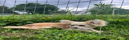 Papillon dogs for sale: Ozzy - Ad 5