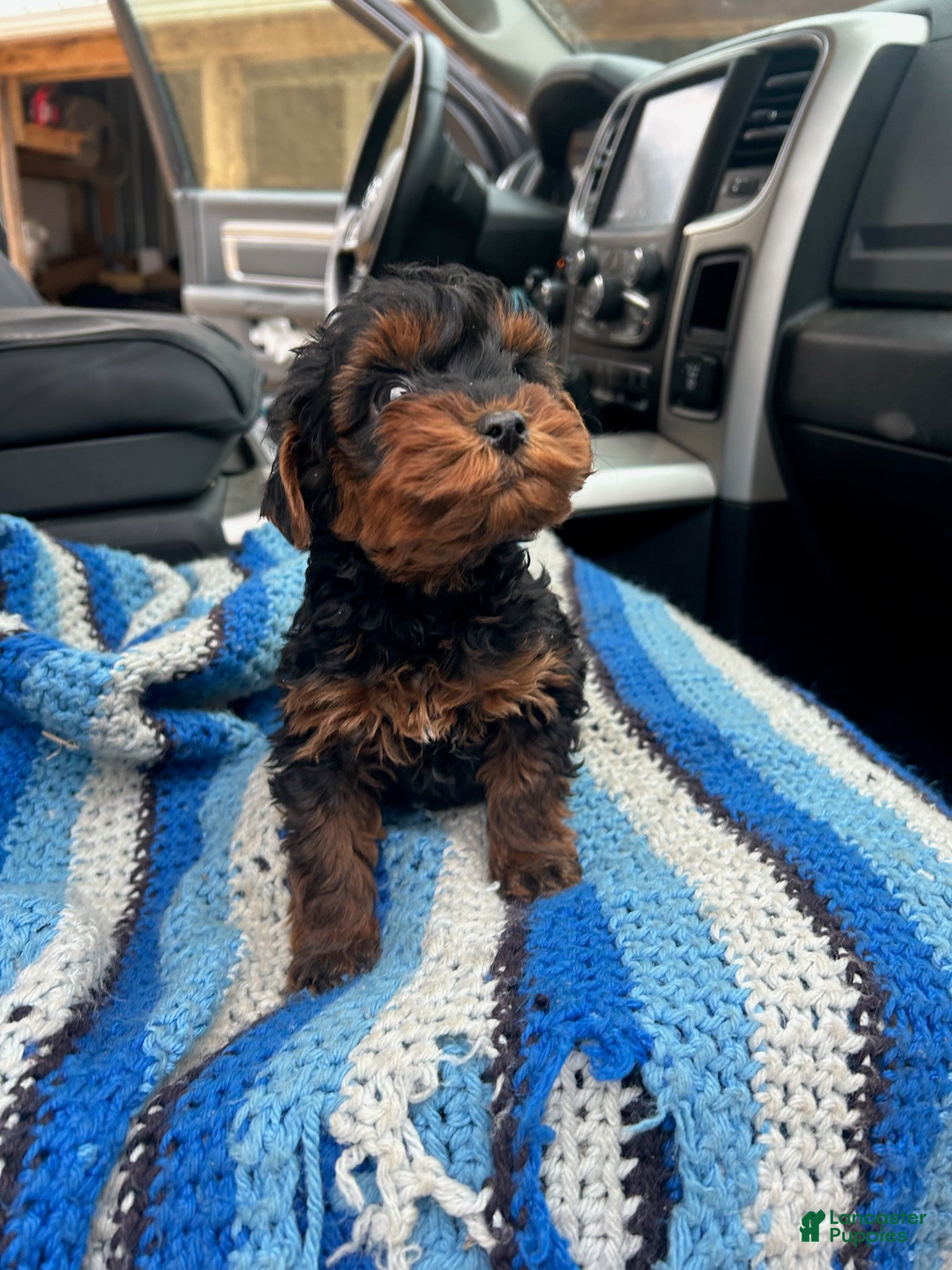 Yorkiepoo dogs Elmer - Ad 11