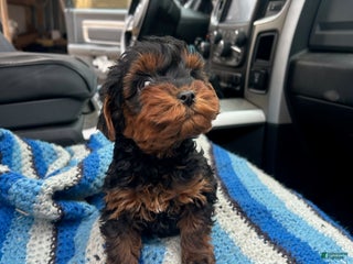 Yorkiepoo dogs Elmer - Ad 28