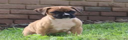 Boxer dogs for sale: Pedro - Ad 13
