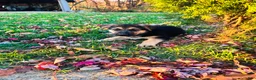 German Shepherd dogs for sale: America - Ad 4