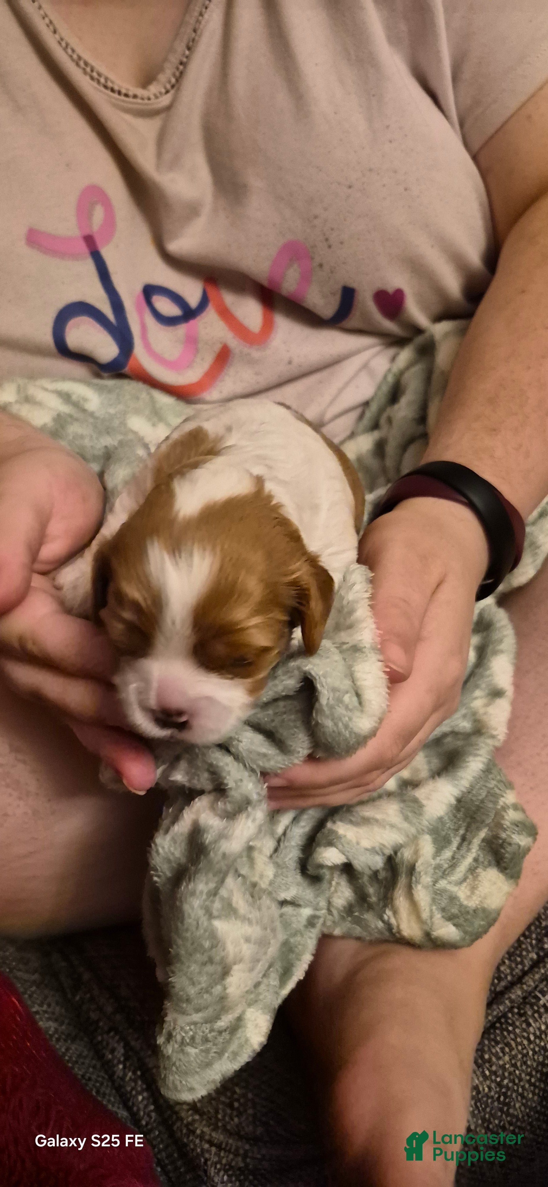 Cavapoo dogs Cavapoo 3 - Ad 1
