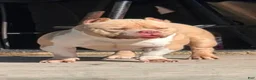 American Bully dogs for sale: American Bully female - Ad 4