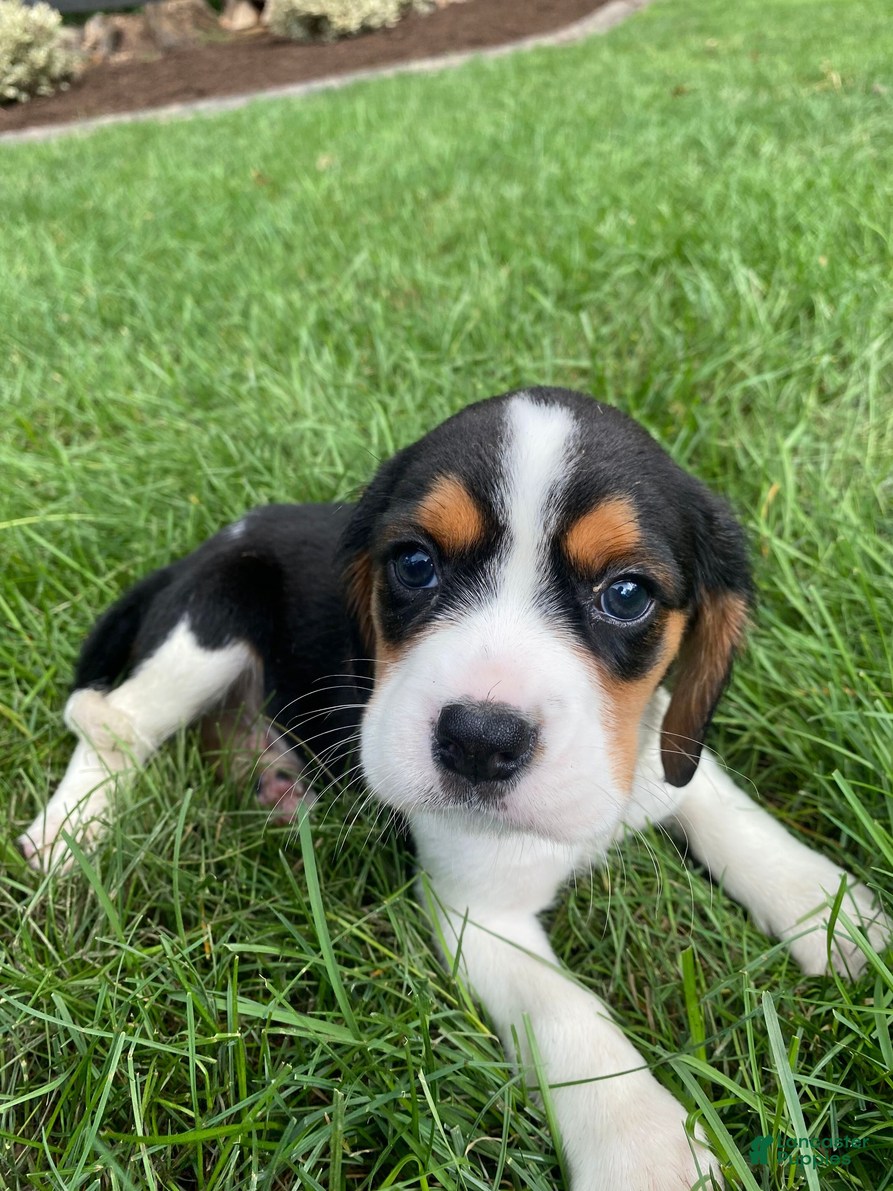 Beaglier dogs Adam - Ad 1