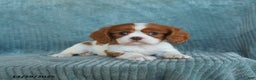 Cavalier King Charles Spaniel dogs for sale: Cleo - Ad 4
