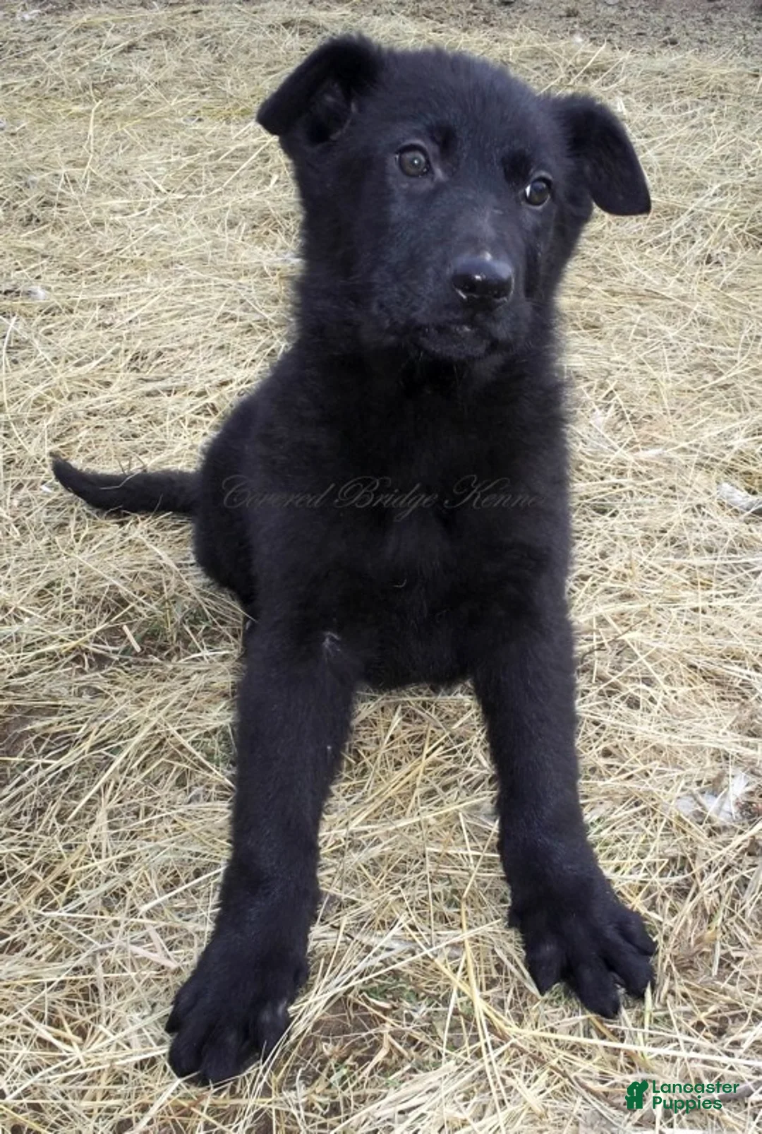German Shepherd dogs for sale: German Shepherd Puppy 1 - Ad 1