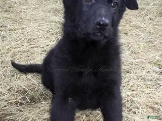 German Shepherd dogs German Shepherd Puppy 1 - Ad 8