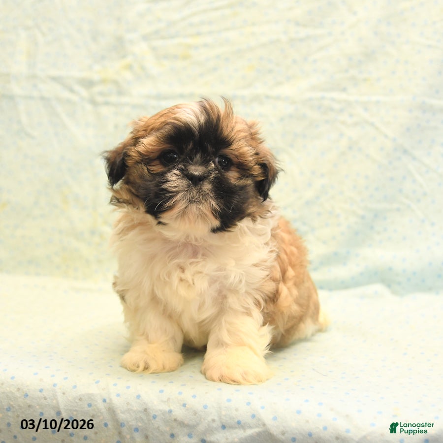 Shih Tzu dogs Randy - Ad 1