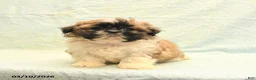Shih Tzu dogs for sale: Randy - Ad 1