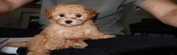 Toy Poodle dogs for sale: Toy Poodle Puppy 1 - Ad 1