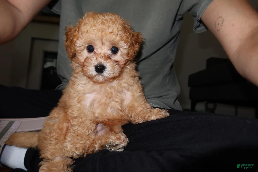 Toy Poodle dogs for sale: Toy Poodle Puppy 1 - Ad 1