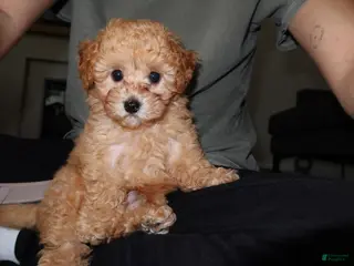 Toy Poodle dogs Toy Poodle Puppy 1 - Ad 9