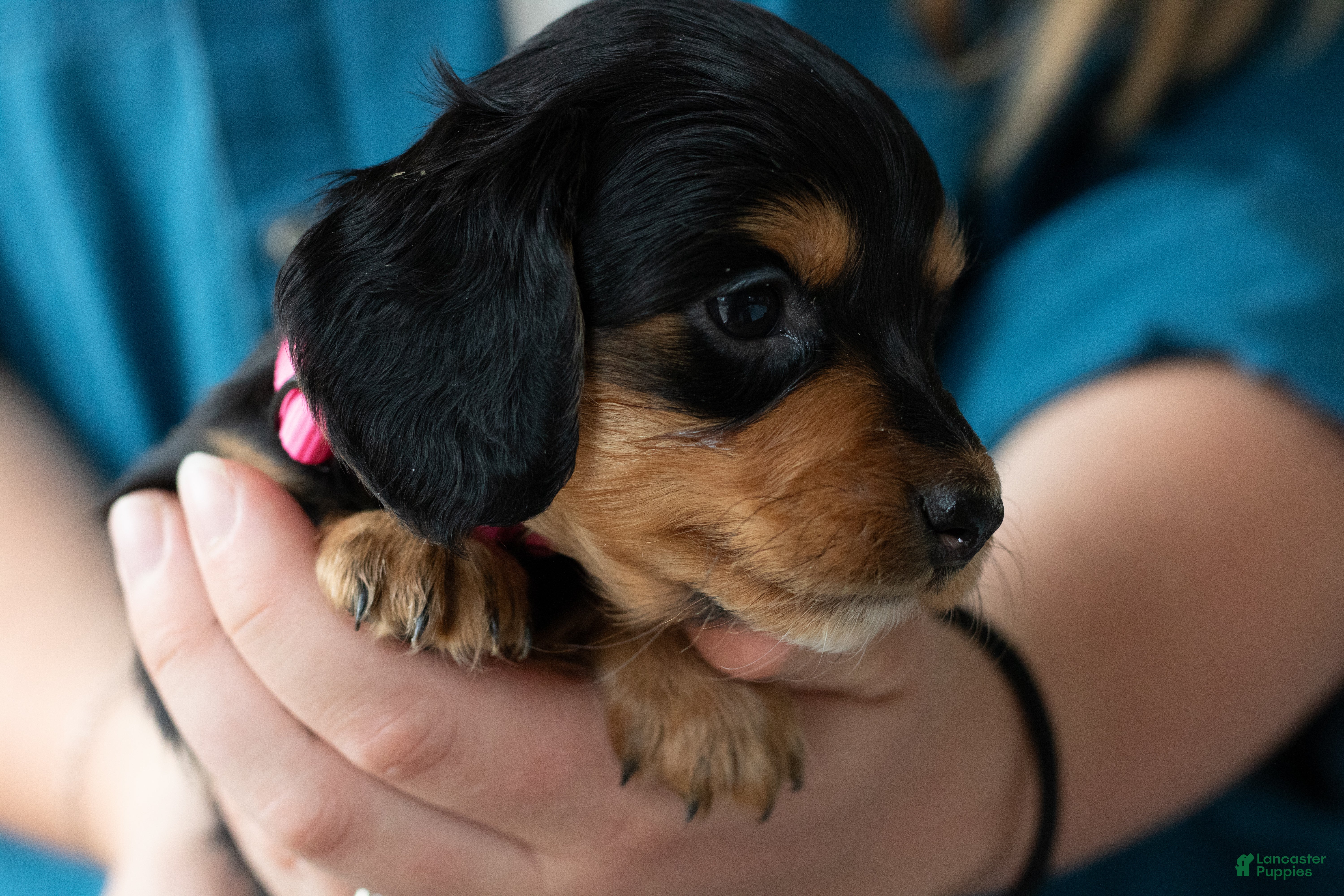 Miniature Dachshund dogs for sale: Agatha - Ad 4