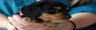 Agatha