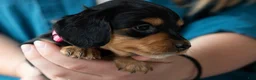 Miniature Dachshund dogs for sale: Agatha - Ad 1
