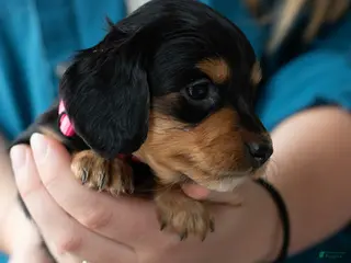 Miniature Dachshund dogs for sale: Agatha - Ad 4