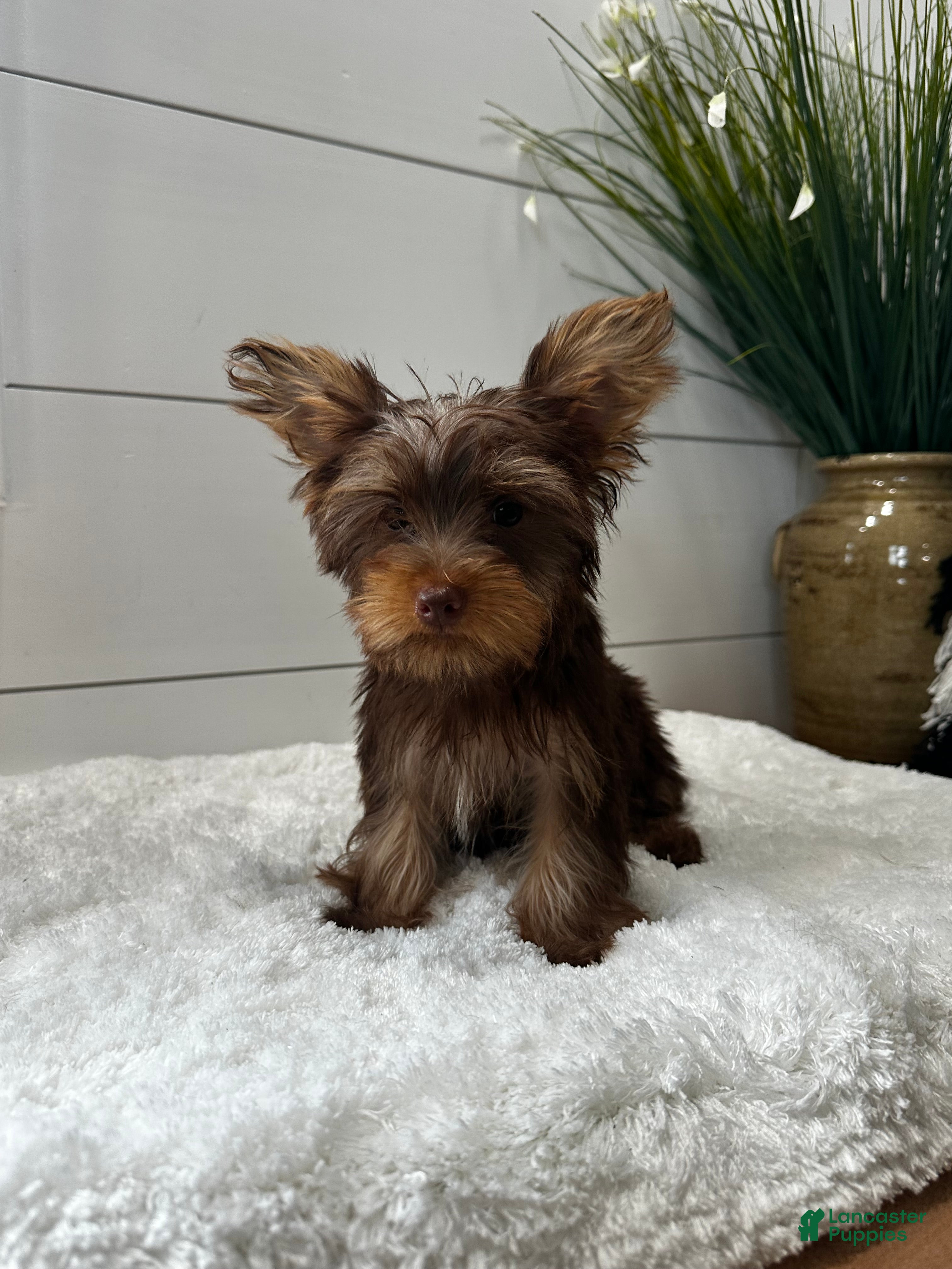 Yorkshire Terrier dogs Rocky - Ad 2